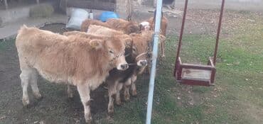 объявления о пропаже животных: Продаю | Бык (самец) — 8