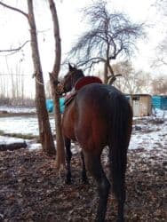 продажа домашних животных: Продаю | Жеребец | Английская | Конный спорт — 7