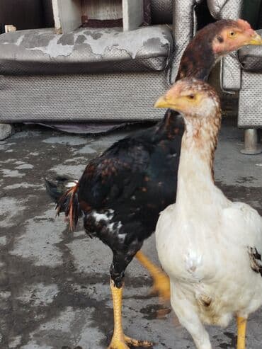 кой кыркан машина: Сатам | Тооктор | Тебиштирүүчү | Көбөйтүү үчүн — 4