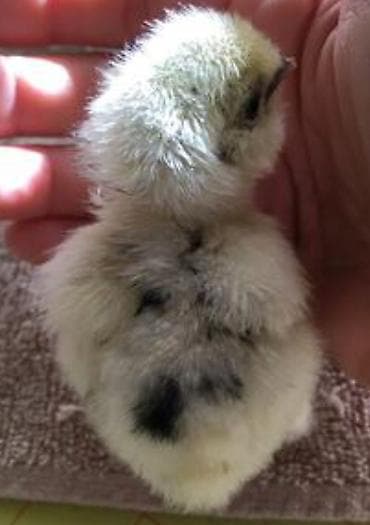 canada goose: Продаю | Куры — 4