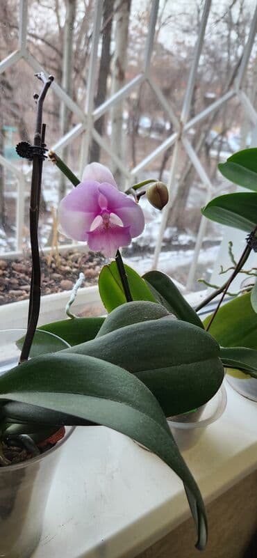 цветы для мамы: Орхидеи цветущие850 сом — 2