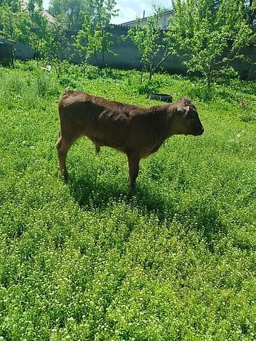 cat chow: Продаю | Бык (самец) | На откорм — 2