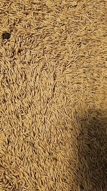 sa гель для стирки: Овёс местный 28 сом — 2