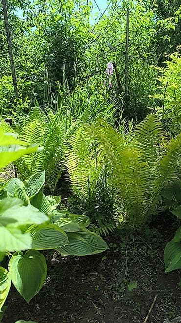 орхидеи дордой: В связи с отьездом недорого продаю луковицы тюльпанов, нарциссов — 9