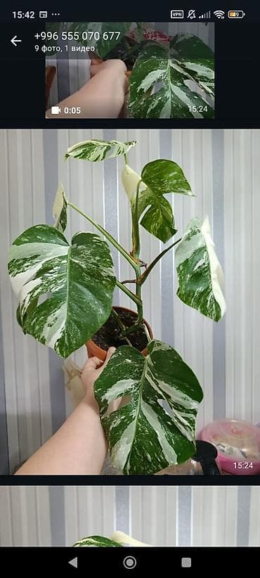 монстера цветы: Продаю цветы, все цены разные, Кара-Балта продаю сингониумов и — 3