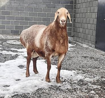 Продаю | Овца (самка), Ягненок, Баран (самец) | Гиссарская, Арашан | Для разведения | Племенные