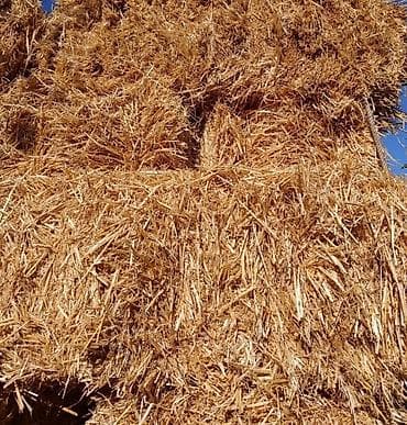 Животные: Продаю ячменную солому с поля, тюки большие, есть 360 тюков, находимся — 1