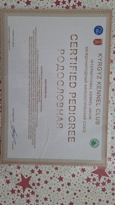 коровы молочные: Немецкая овчарка, Более 5 лет, Самец, С прививкой, С родословной — 5