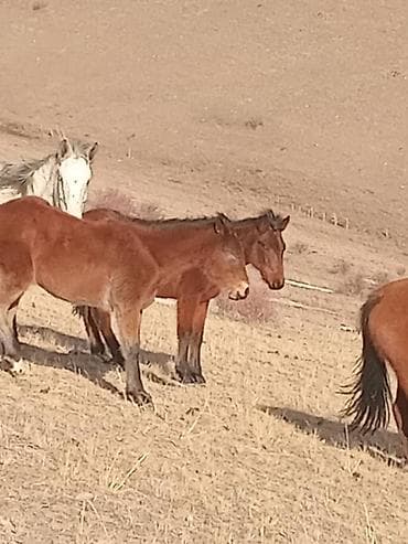 кок талаа: Сатам | Байтал — 1