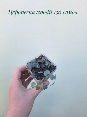 покупка деревьев: ● Комнатные растения (укоренённые черенки, молодые растения, взрослые — 4