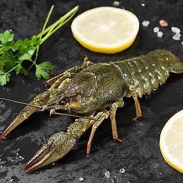 вяленая рыба: КУПЛЮ ЖИВЫЕ РАКИ ДОРОГО! Приедем, оценим, выкупим дорого! Живые — 4