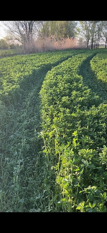 насос полив: •Семена люцерны(клевер) с поля 6-го года. •Проверенная всхожесть •Без — 5