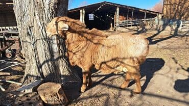 питбуль вязка: Продаю | Баран (самец) | Гиссарская | На забой, Для разведения | Племенные — 4