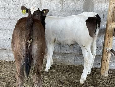 элитные каровы: Продаю | Музоо, торпок | На откорм — 5