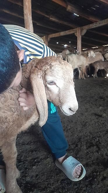 курица гриль доставка: Продаю | Ягненок | Для разведения — 1