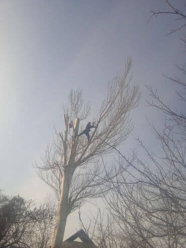 тополы тополя: Тополь карагач и другие е пилим покупаем сами пилим и самовывоз спилим — 5