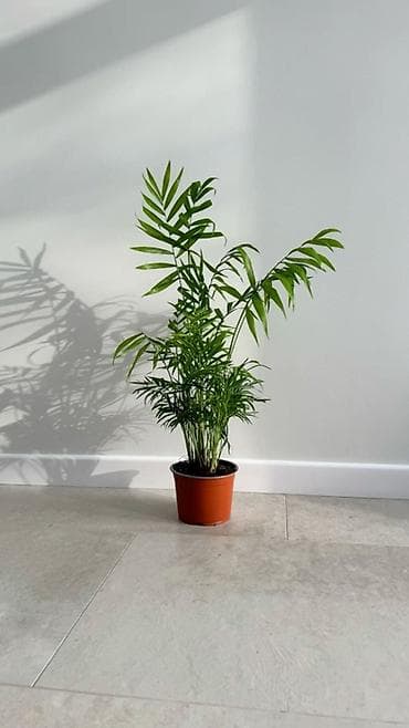 Пальмы: Комнатное растение: Хамедорея Элеганс (Chamaedorea elegans — 1