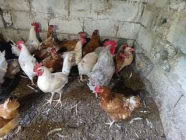 бодоно бишкек: Домашние куры 30 штук общий 28 курей 2 петуха куры после линки у — 5