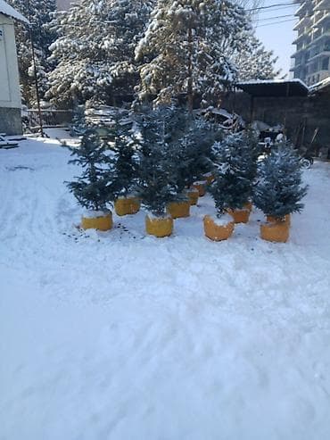 озеление: Саженцы деревьев: Ели, Самовывоз — 6