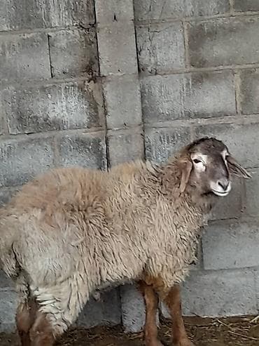 туз малга: Сатам | Кочкор (эркек) | Эдильбай, Арашан, Гиссар | Бычылган — 10