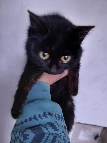 Продажа кошек: Кошка даром: Бомбейская, 7 месяцев, Девочка, Приучена к лотку — 2