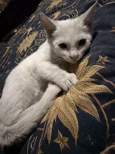 котенок сиамский: Кошка даром: Беспородная, 3 месяца, Девочка, Приучена к лотку — 5