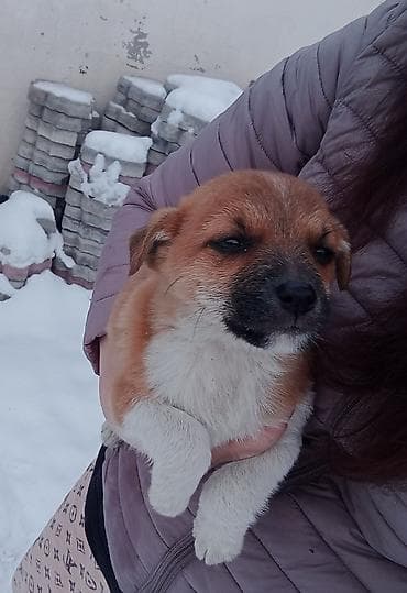 щенки сенбернар: Такие малышарики ждут своего человека . 2 месяца. вырастут небольшого — 5