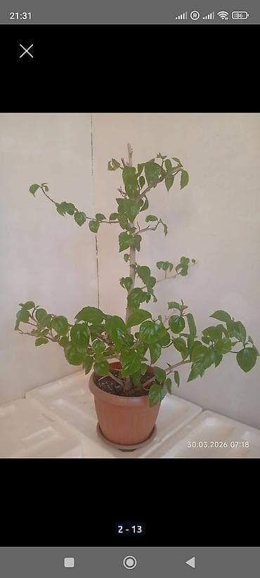 распродажа гаражная: Распродажа комнатных растений!🪴🌵🌱 в горшках от 150с.! — 5