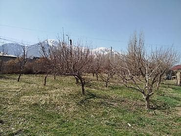 по луговой: Плодовый участок/сад - Ухоженный участок с плодовыми деревьями — 1