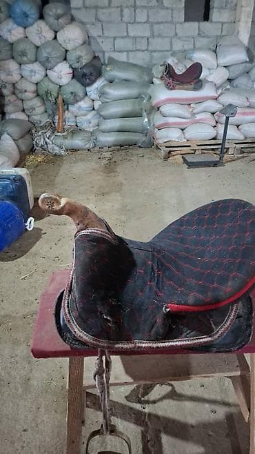 жеребенок купить: Ээр сатылат Жолборс байкенин ээри 2 ай болду алганыма атты баспайт ооп — 1