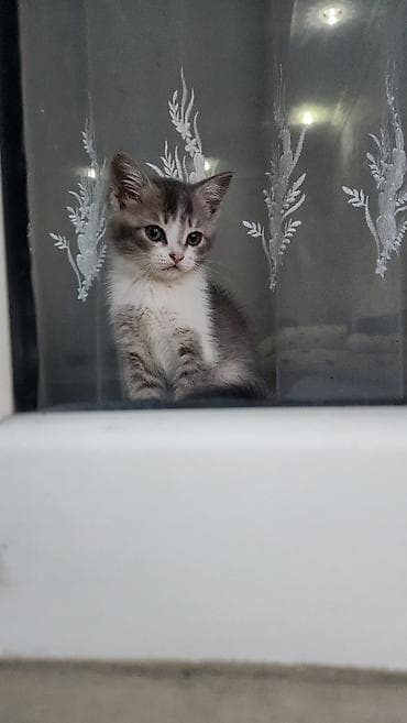 Котёнок серо-белого окраса - Порода: скотиш фолд короткошерстная — 1