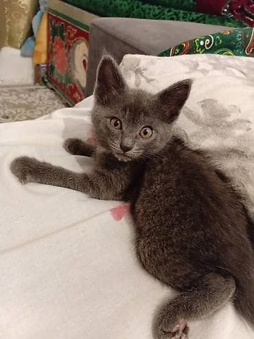 регдолл кошка: Котята, домашние, ручные. Описание: - Два ласковых котёнка: один — 3