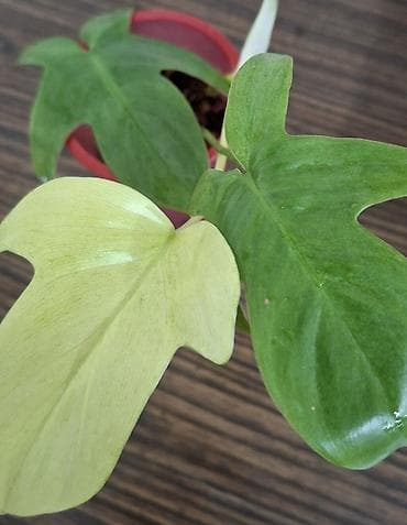 полотер: С комнатные растения (в горшках) 1) Сингониум розовый (Syngonium): - — 6