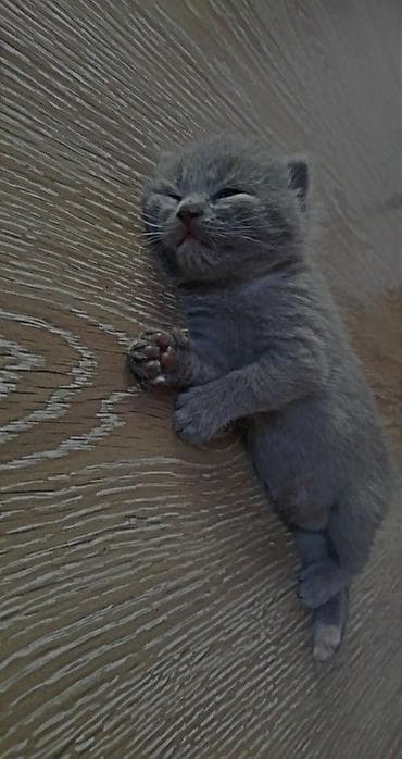 чипирование: Британский котёнок окраса голубой (solid blue). - Возраст — 2