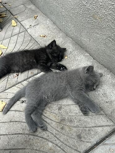 черные котята: Отдам в хорошие руки котят 3 черных котят -девочки, серый мальчик - — 6