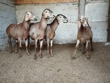собака шпиц цена: Продаю | Баран (самец) — 7