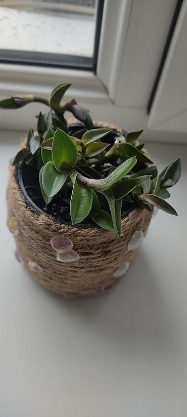 Бюро находок: Меняю на Сникерс 
Традесканция и эхеверия, пересажены в гороший грунт — 3