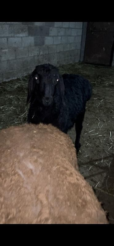 продаю яицо: Продаю | Баран (самец) | Арашан | Для разведения | Племенные — 2