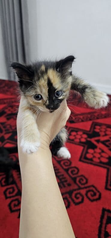 котята бенгальской кошки: Котята домашние, короткошёрстные. Окрас: - черно-белые «смокинги» — 4