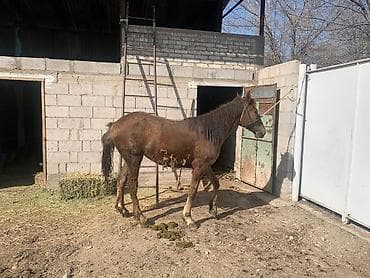 коны: Продаю | Кобыла (самка) | Конный спорт — 3