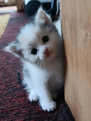 абиссинский кот: Котята, длинношёрстные, домашние. Окрас: белый и белый с серо-чёрными — 4