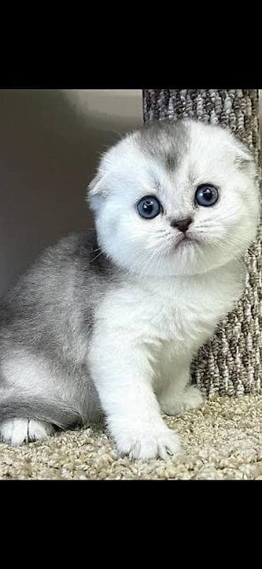 Мышыктар: Скотиш Фолд (Шотландиялык шалпаң кулак), 1 айлык, Эркек, Күмүш өңдүү шиншилла, Лотокко барууга үйрөтүлгөн — 2