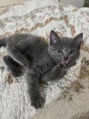 котик вислоухий купить: Пушистый серый котёнок - Окрас: ровный дымчато‑серый, короткая — 2