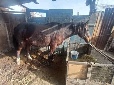 купить французского бульдога: Продаю | Кобыла (самка) | Рабочий — 2