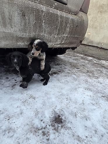 Кошки: Щенки спаниеля - Помет от породистой мамы-спаниеля (на фото рядом с — 8