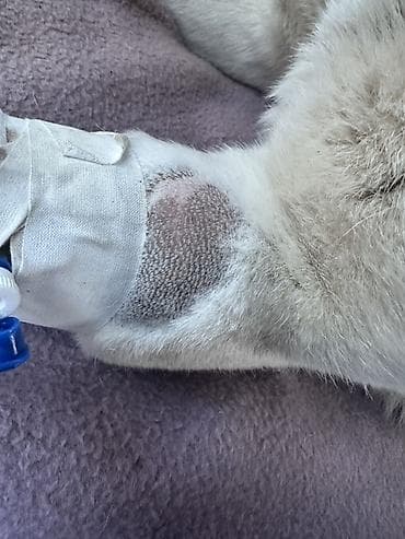 портер 2 тюнинг: Прицеп, Тентованный, 10 т — 5