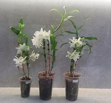 орхи: Комнатные растения в офис иди для больших домов. Все цены указаны на — 10