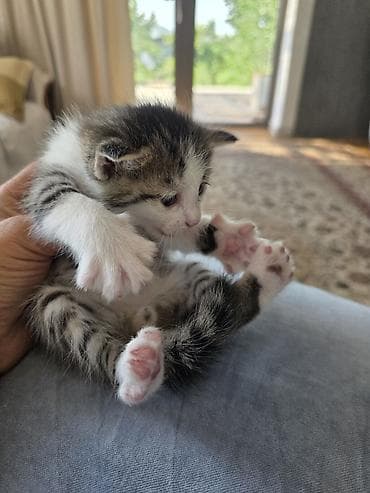 кошки кант: Беспородная, 1 месяц, Мальчик, Приучена к лотку — 5