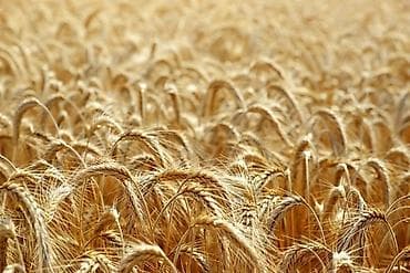 колмо баят: Для сельского хозяйства — 2