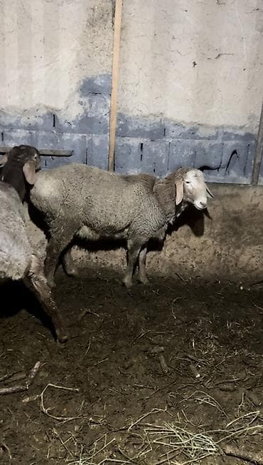 А/ч жаныбарлары үчүн тоюттар: Сатам | Кочкор (эркек) | Көбөйтүү үчүн — 3